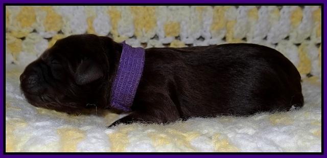 Xana Texas pups newborn 81