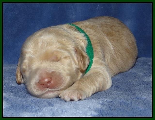 Xana Texas pups 1 wk old 071