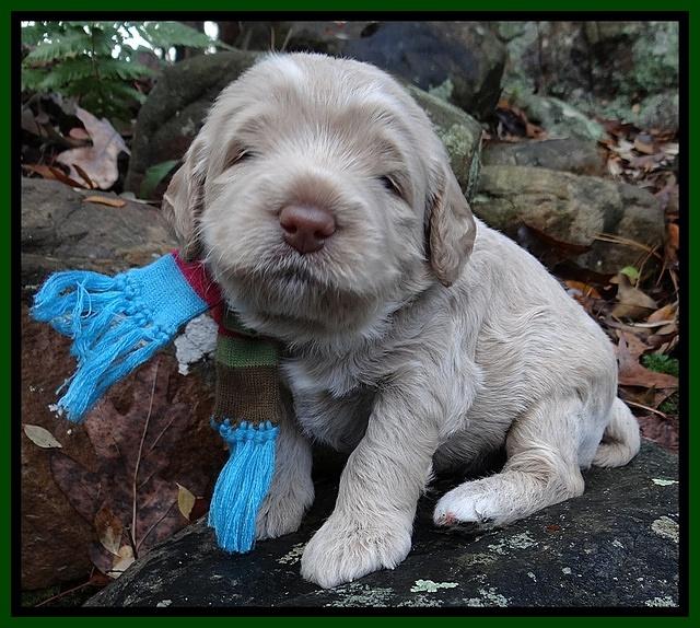 Xana Texas pups 3 wks old 049