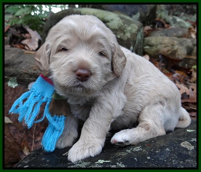 Xana Texas pups 3 wks old 050