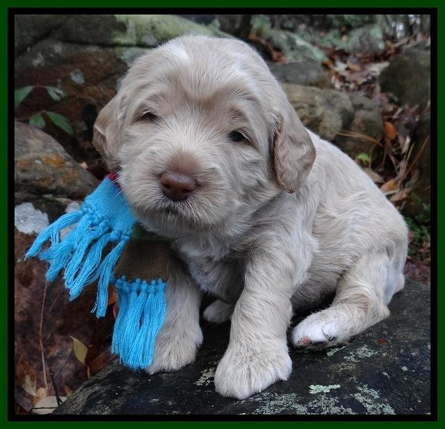 Xana Texas pups 3 wks old 051