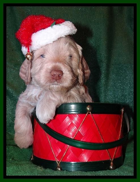 Xana Texas pups 4 weeks old 028