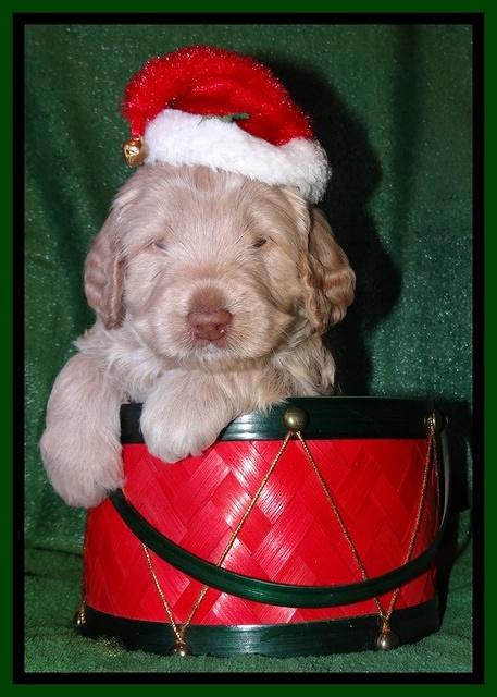 Xana Texas pups 4 weeks old 035