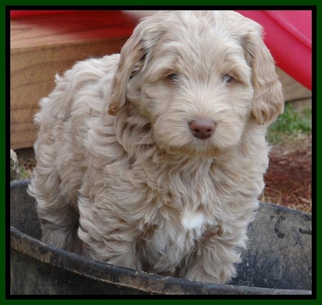 Xana Texas pups 7 wks old 121