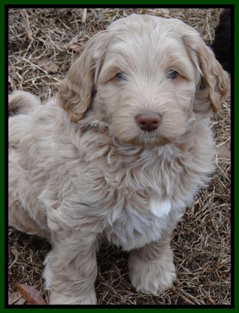 Xana Texas pups 7 wks old 131