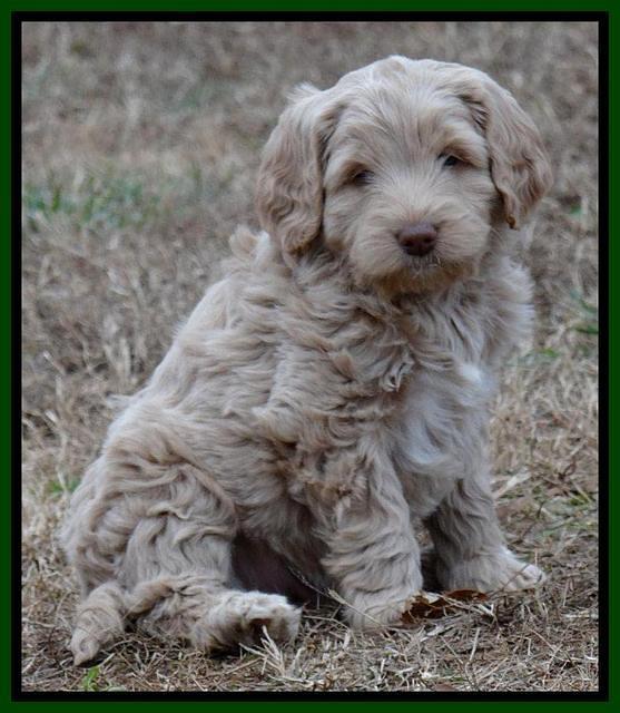 Xana Texas pups 7 wks old 151