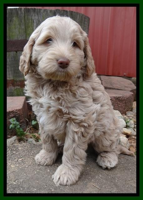 Xana Texas pups 7 wks old 161