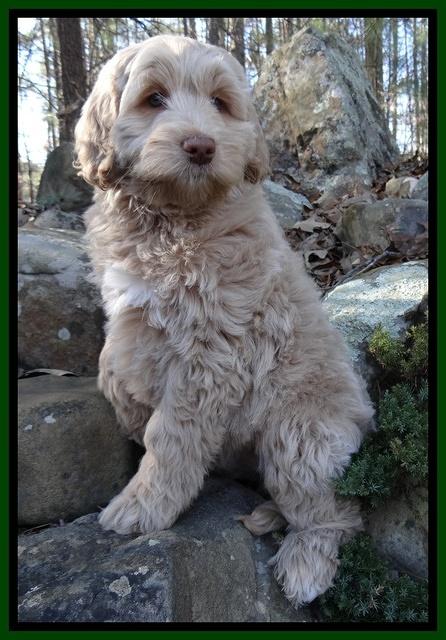 Xana Texas pups 8 wks old 017