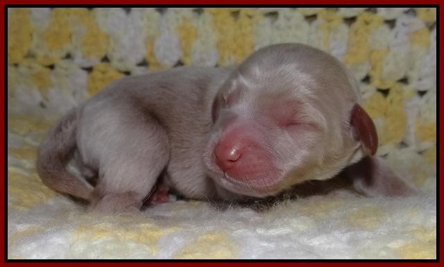 Xana Texas pups newborn 51