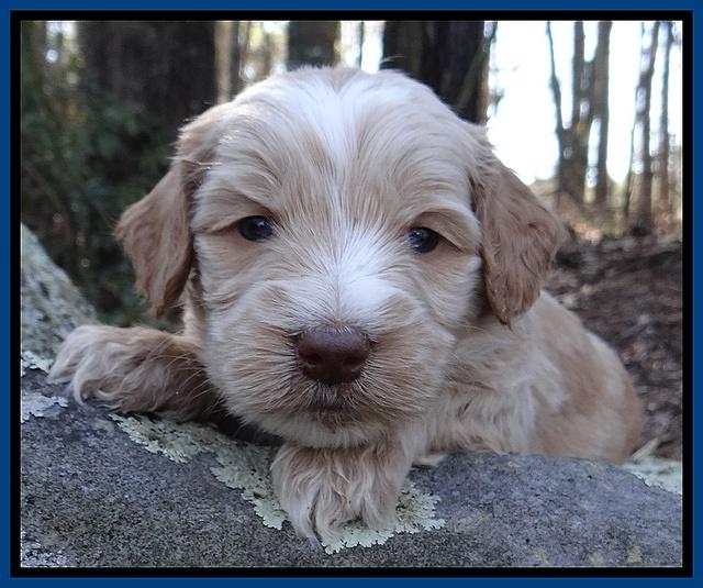 Rina Reagan pups 4 wks old 11