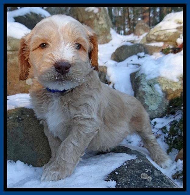 Rina Reagan pups 5 wks old 007