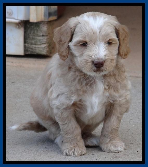 Rina Reagan pups 6 wks old 11