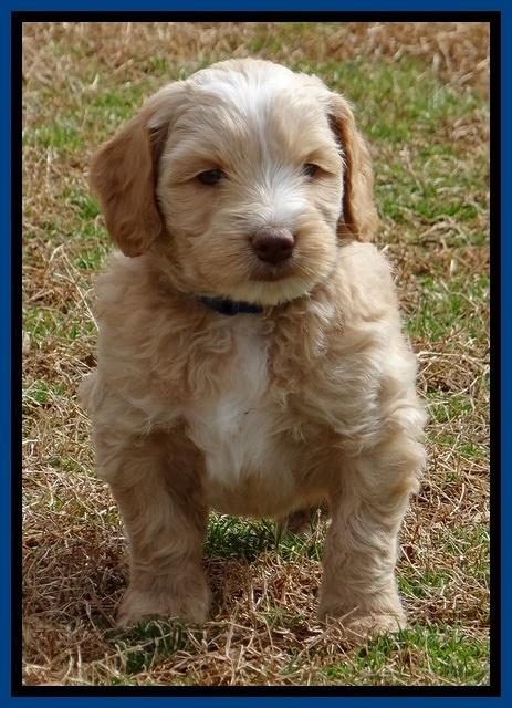 Rina Reagan pups 6 wks old 21