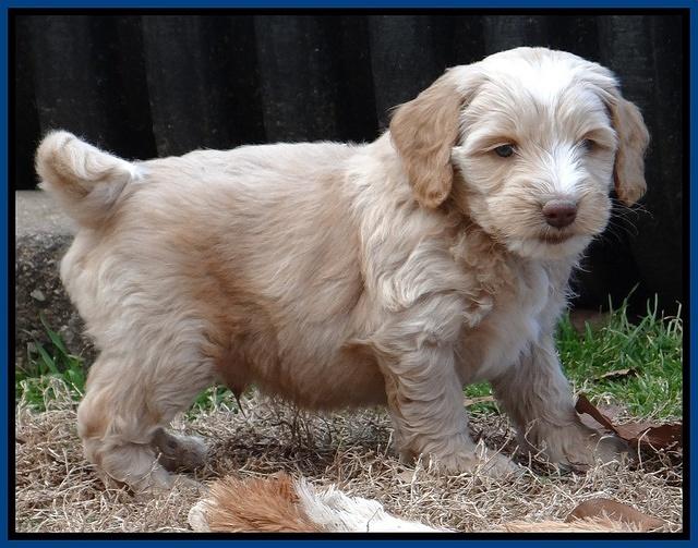 Rina Reagan pups 6 wks old 31