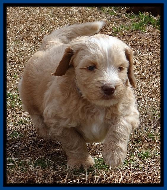 Rina Reagan pups 6 wks old 51