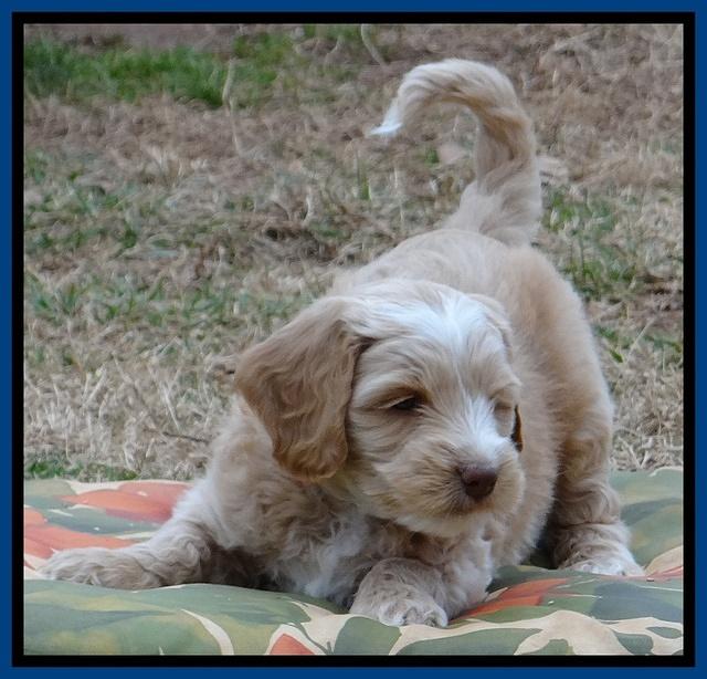 Rina Reagan pups 7 wks old 11