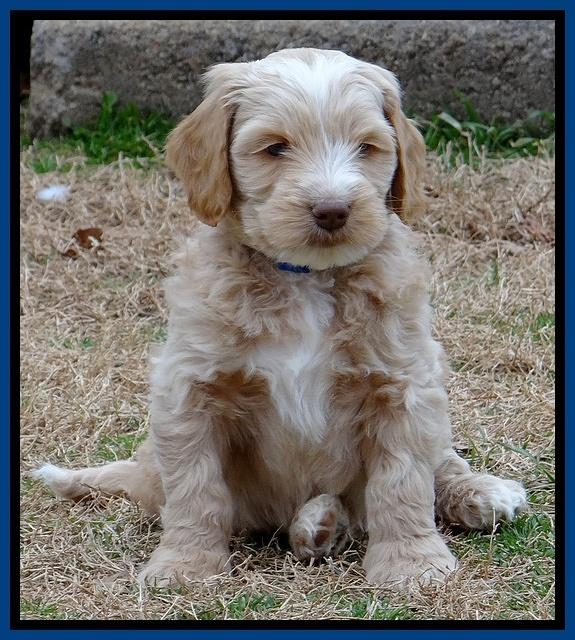 Rina Reagan pups 7 wks old 21