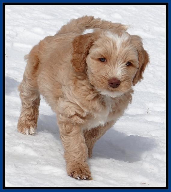 Rina Reagan pups 7 wks old 51