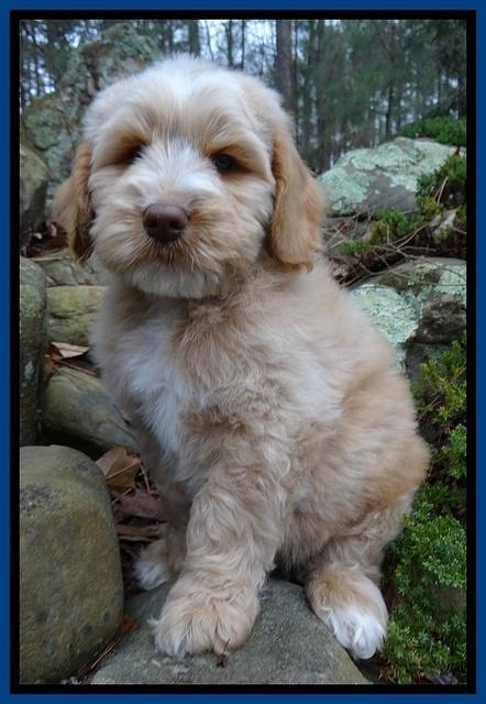 Rina Reagan pups 8 wks old 2 003