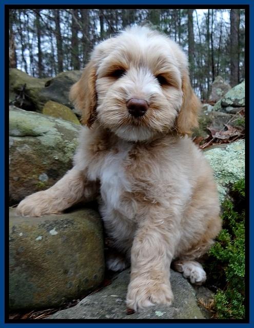 Rina Reagan pups 8 wks old 2 004