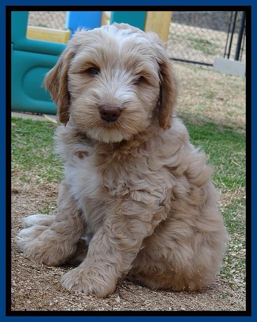 Sparkle Texas 7 weeks old 028