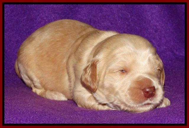 Rina REagan pups 2 wks old 61