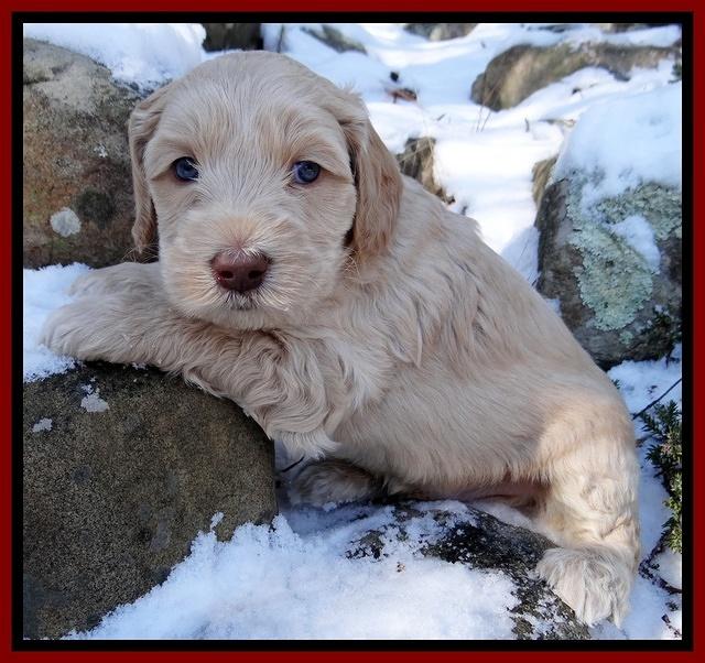 Rina REgan pups 5 wks old 21