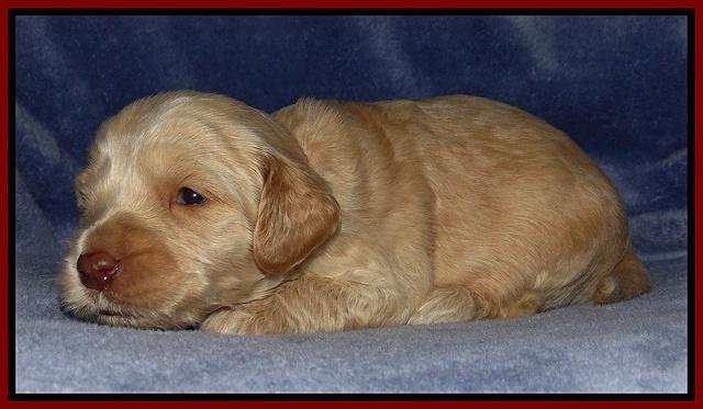 Rina Reagan pups 3 weeks old 013
