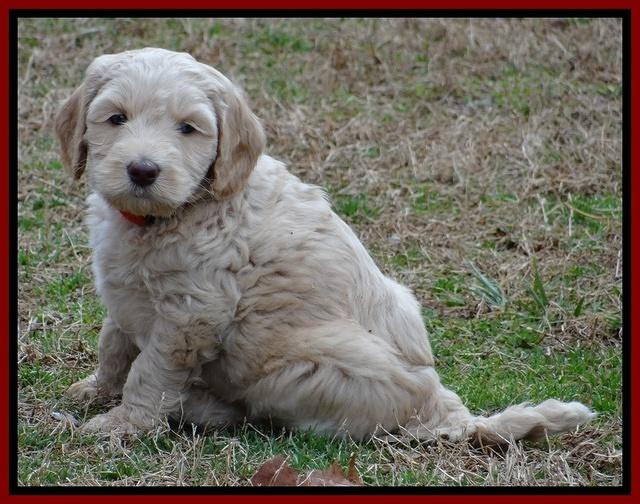 Rina Reagan pups 6 wks old 111