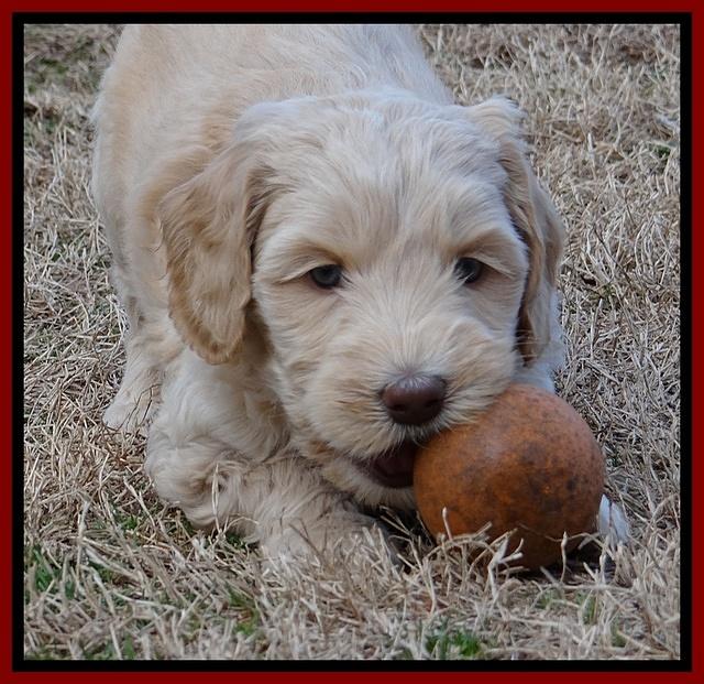 Rina Reagan pups 6 wks old 131