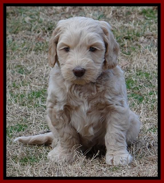 Rina Reagan pups 6 wks old 71