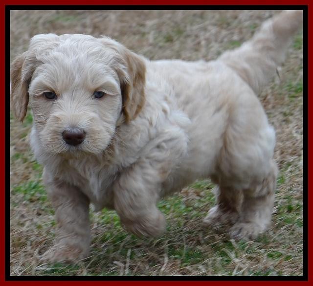 Rina Reagan pups 6 wks old 91