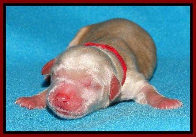 Rina Reagan pups newborn 81