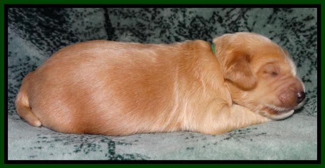 Rina REagan pups 1 wk old 71