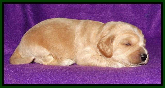 Rina REagan pups 2 wks old 91