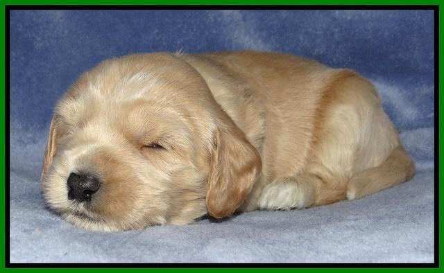 Rina Reagan pups 3 weeks old 021