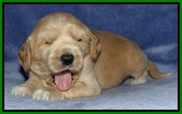 Rina Reagan pups 3 weeks old 024