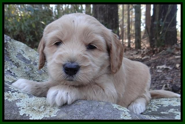 Rina Reagan pups 4 wks old 71