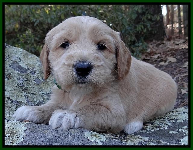 Rina Reagan pups 4 wks old 81