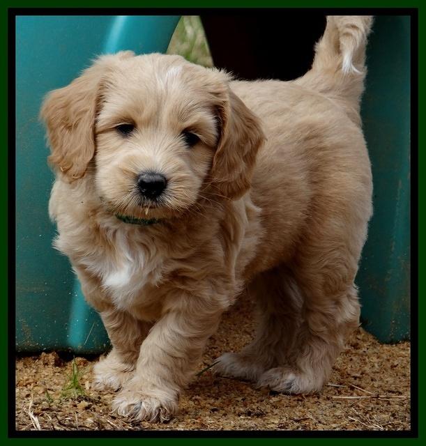 Rina Reagan pups 6 wks old 141