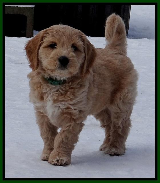 Rina Reagan pups 7 wks old 131