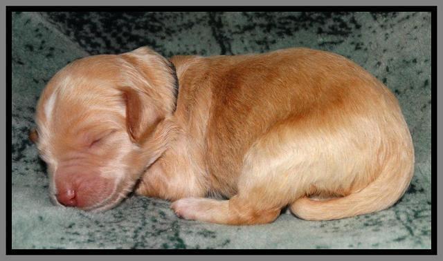 Rina REagan pups 1 wk old 111