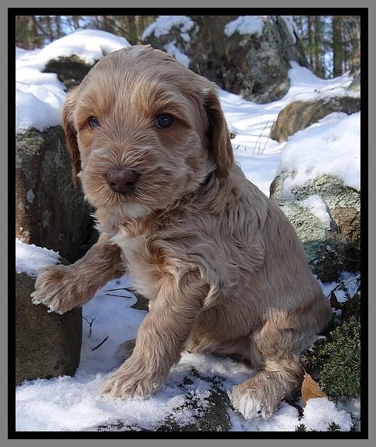 Rina REgan pups 5 wks old 71