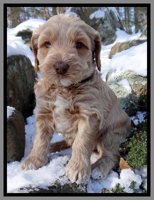 Rina REgan pups 5 wks old 91