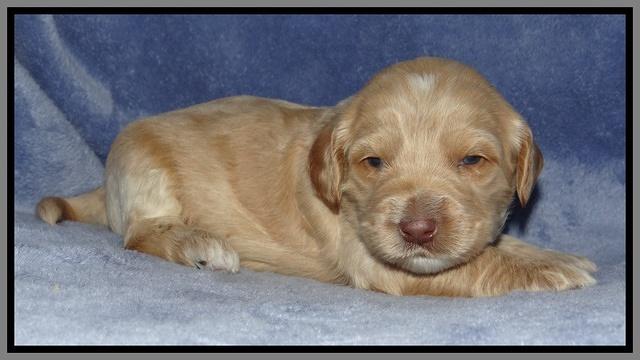 Rina Reagan pups 3 weeks old 032
