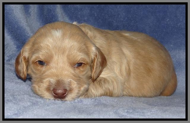 Rina Reagan pups 3 weeks old 036