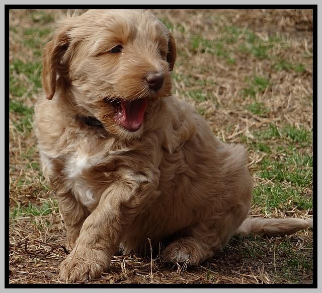 Rina Reagan pups 6 wks old 191