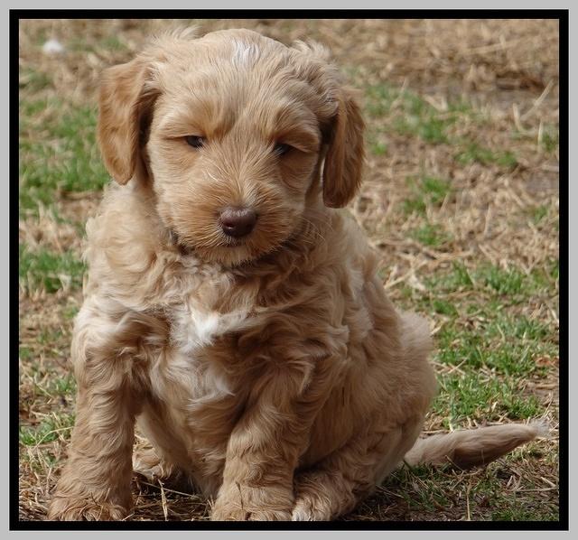 Rina Reagan pups 6 wks old 201