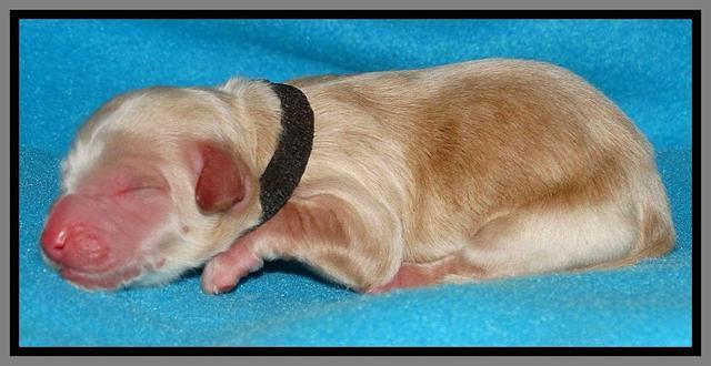 Rina Reagan pups newborn 111
