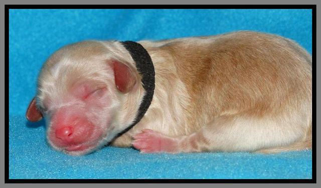 Rina Reagan pups newborn 121